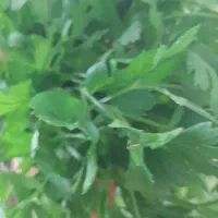 سبزی خوردن پاک شده