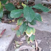 چند عدد نهال نارنج و گل