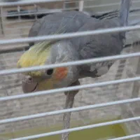 عروس هلندی