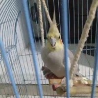 عروس هلندی