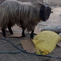 پاچن بز نر|حیوانات مزرعه|لادیز, |دیوار