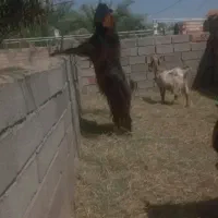 نری چاق چاق بالا ۳۵ کیلو گوشت دارد