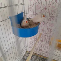 فنج انگلیسی نر اخمو