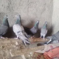 دمگیر دولا و دوبهر غلاق و فیروزه ای|پرنده|اصفهان, بوستان ناژوان|دیوار