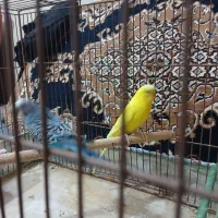 فروش دو جفت مرغ عشق .مولد .