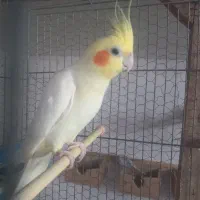 فروش عروس هلندی رنگ ها ی مختلف|پرنده|شلمان, |دیوار