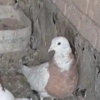 توقی زرد ملاثانی