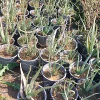 شب بو آلوورا پالم|گل و گیاه طبیعی|دزفول, |دیوار