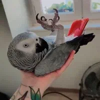 خریدو فروش طوطی کاسکو سخنگو پرکن / صاف|پرنده|شیراز, شهرک امیر کبیر|دیوار