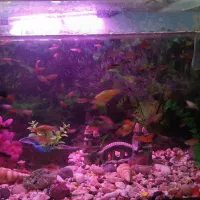 گپی و گپی گاوی|ماهی|قوچان, |دیوار