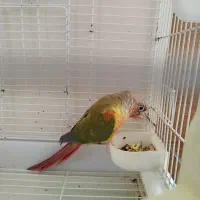 طوطی گرینچیک