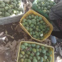 انبه|عمدهفروشی|رودان, |دیوار