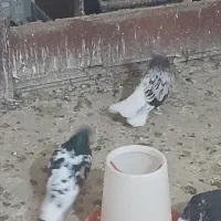 کبوتر فروشی|پرنده|اهواز, زیتون کارمندی|دیوار