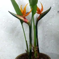 گل طبیعی پرنده بهشتی