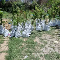 پیشفروش نهال گوجه سبز برغانی|خدمات باغبانی و درختکاری|آزادشهر, |دیوار