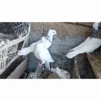 طوقی|پرنده|شوشتر, |دیوار