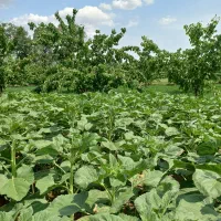 باغ 1000متری باآب دینام معاوضه فقط باخانه در شهرک|فروش دفتر صنعتی، کشاورزی، تجاری|خوی, |دیوار