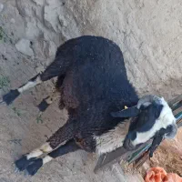 بره نر چاق|حیوانات مزرعه|سربیشه, |دیوار