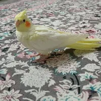 عروس هلندی گلباقالی و لوتینو|پرنده|تهران, تهرانسر شمالی|دیوار