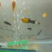 انواع کت ۱۰۰۰۰۰تومان|ماهی|تهران, تهرانسر غربی|دیوار