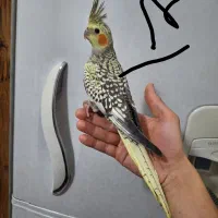 عروس هلندی/نر/دستی/سخنگو طوطی کوتوله برزیلی