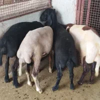 گوسفند ۴ عدد ماده جنس برتر