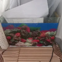 آکواریوم طول ۶۰