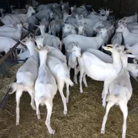 بز فرانسوی بز سانن|حیوانات مزرعه|تهران, استاد معین|دیوار