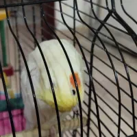 عروس هلندی لوتینو|پرنده|رشت, آزادگان|دیوار