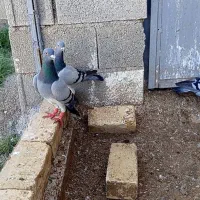 پلاکی|پرنده|شیراز, زرهی|دیوار