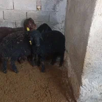 بره نر هترو