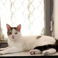 یه پسر جنتلمن|گربه|بوشهر, |دیوار