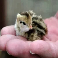 جوجه بلدرچین