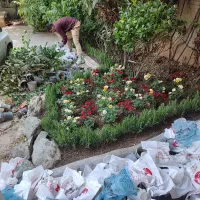 خدمات باغبانی گلکاری باغچه کاری تعویض خاک گلدون|خدمات باغبانی و درختکاری|کرج, گلشهر|دیوار