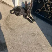 توله ژرمن ورک|سگ|تبریز, |دیوار