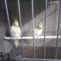 فروش عروس هلندی نروماده