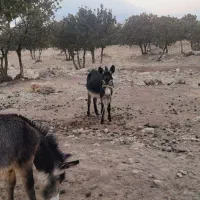 الاغ ماده باری گله ایی با کره نر