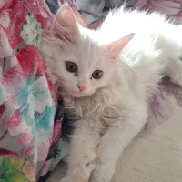 بچه گربه پرشین