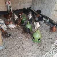 ۲۵تا مرغ فروش بصورت یکجا