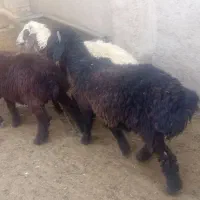 سلام فروش بره