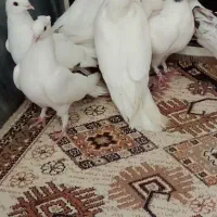 کبوترجوجه دورگ سرور|پرنده|قم, باجک یک|دیوار