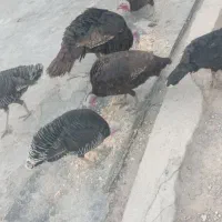 بوقلمون|حیوانات مزرعه|امیدیه, |دیوار