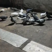 کبوتر