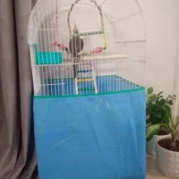 عروس هلندی طوسی همراه قفس