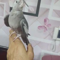 عروس وایت فیس نر