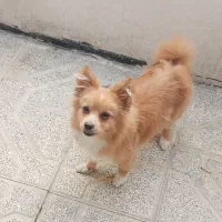 سگ پامر