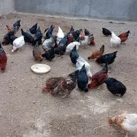 مرغ