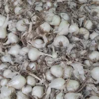 پیاز درجه یک تازه چین