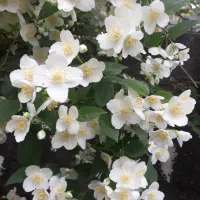 گل یاس درختی|گل و گیاه طبیعی|رشت, دیلمان|دیوار