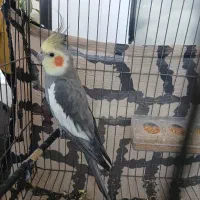 عروس هلندی